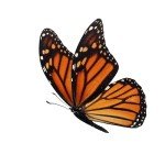 Monarch Butterfly Milkweed Seeds Collection (4 Packs)