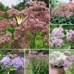 Charming Spotted Joe Pye Weed Seeds - 50 Pack