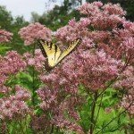 Charming Spotted Joe Pye Weed Seeds - 50 Pack