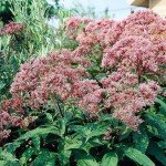 Charming Spotted Joe Pye Weed Seeds - 50 Pack