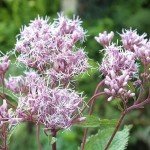 Charming Spotted Joe Pye Weed Seeds - 50 Pack