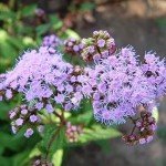 Charming Spotted Joe Pye Weed Seeds - 50 Pack