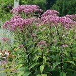 Charming Spotted Joe Pye Weed Seeds - 50 Pack