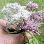 Charming Spotted Joe Pye Weed Seeds - 50 Pack