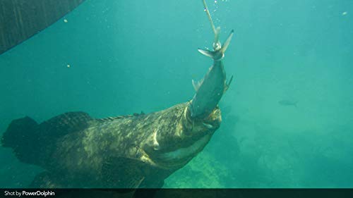 PowerDolphin Wizard Underwater Drone with 4K Camera