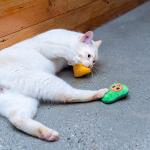 Pet Craft Supply Silly Snacks and Funny Food Crinkle Cuddling Catnip and Silvervine Interactive Cat Toys - Great for Indoor Cats and Kittens