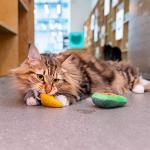 Pet Craft Supply Silly Snacks and Funny Food Crinkle Cuddling Catnip and Silvervine Interactive Cat Toys - Great for Indoor Cats and Kittens