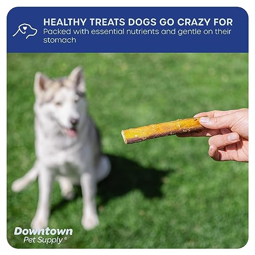 Downtown Pet Supply 6 inch Premium Natural Beef Bully Sticks, Jumbo Extra Thick Dog Dental Chew Treats, No Grain, High in Protein, Low in Fat (10 Pack)