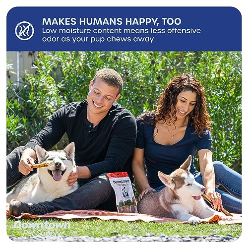 Downtown Pet Supply 6 inch Premium Natural Beef Bully Sticks, Jumbo Extra Thick Dog Dental Chew Treats, No Grain, High in Protein, Low in Fat (10 Pack)
