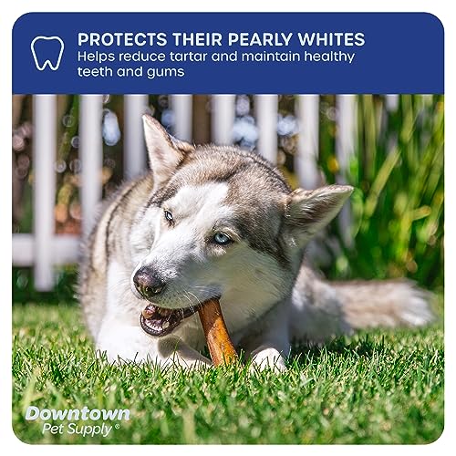 Downtown Pet Supply 6 inch Premium Natural Beef Bully Sticks, Jumbo Extra Thick Dog Dental Chew Treats - No Grain, High in Protein, Low in Fat (15 Pack)