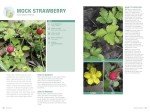 Foraging: Turn Nature’s Finds Into Tasty Meals