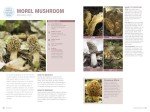 Foraging: Turn Nature’s Finds Into Tasty Meals