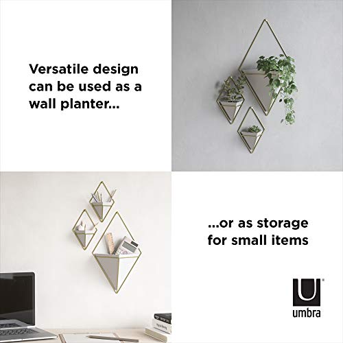 Umbra Trigg Wall Planter Vase for Succulents