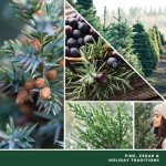 Balsam & Cedar Yankee Candle Large Jar