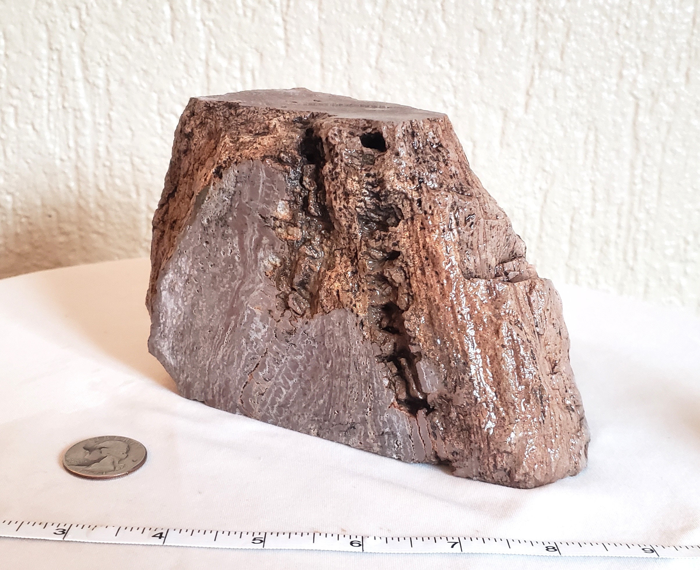 Rare Petrified Wood Specimen, 3 lbs. 10.9 oz