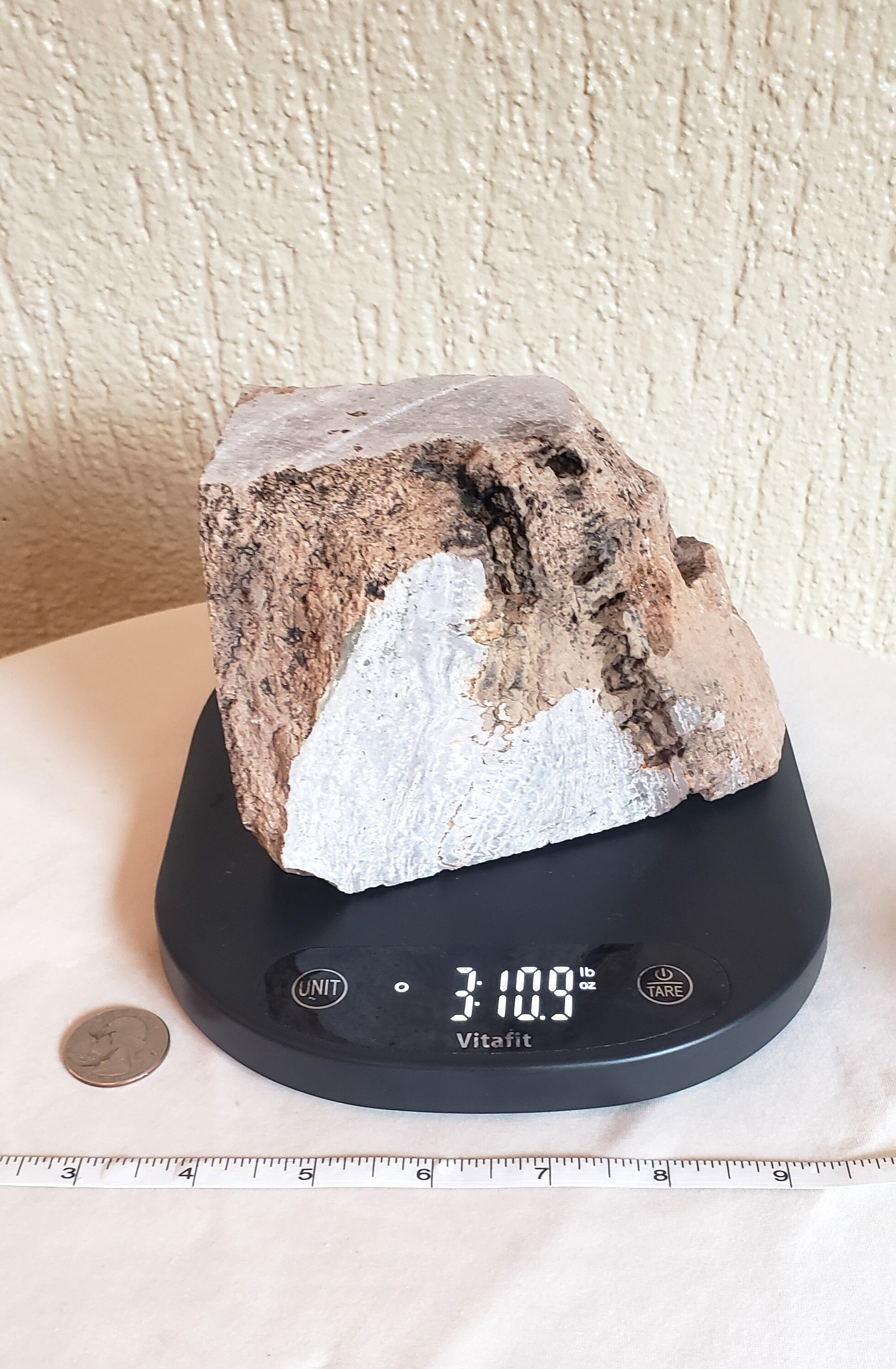 Rare Petrified Wood Specimen, 3 lbs. 10.9 oz