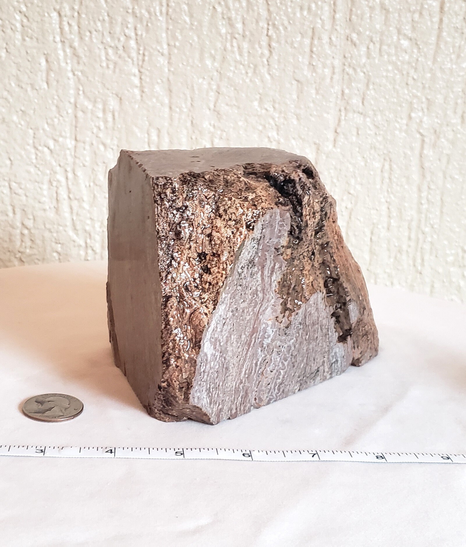 Rare Petrified Wood Specimen, 3 lbs. 10.9 oz