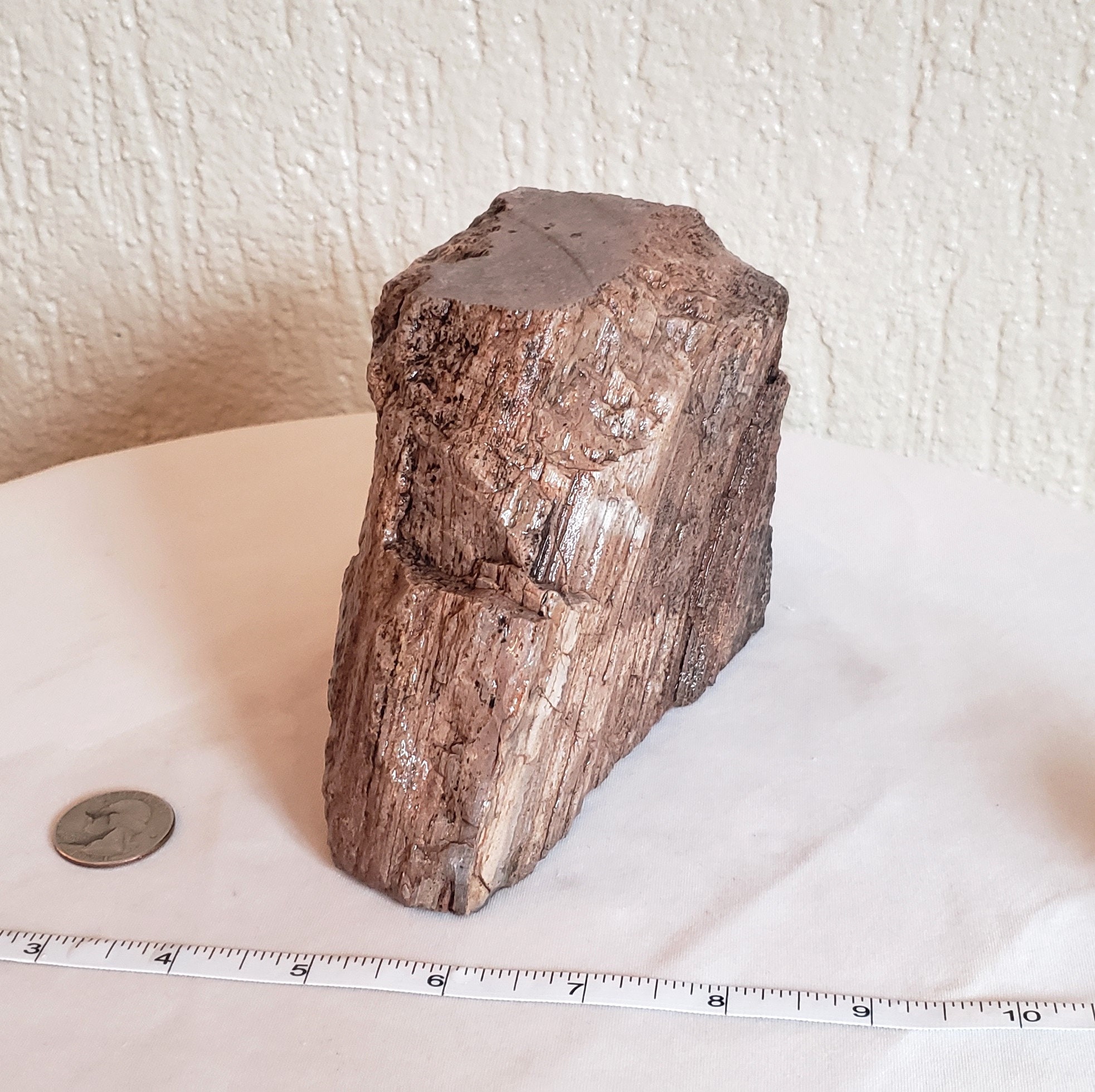 Rare Petrified Wood Specimen, 3 lbs. 10.9 oz