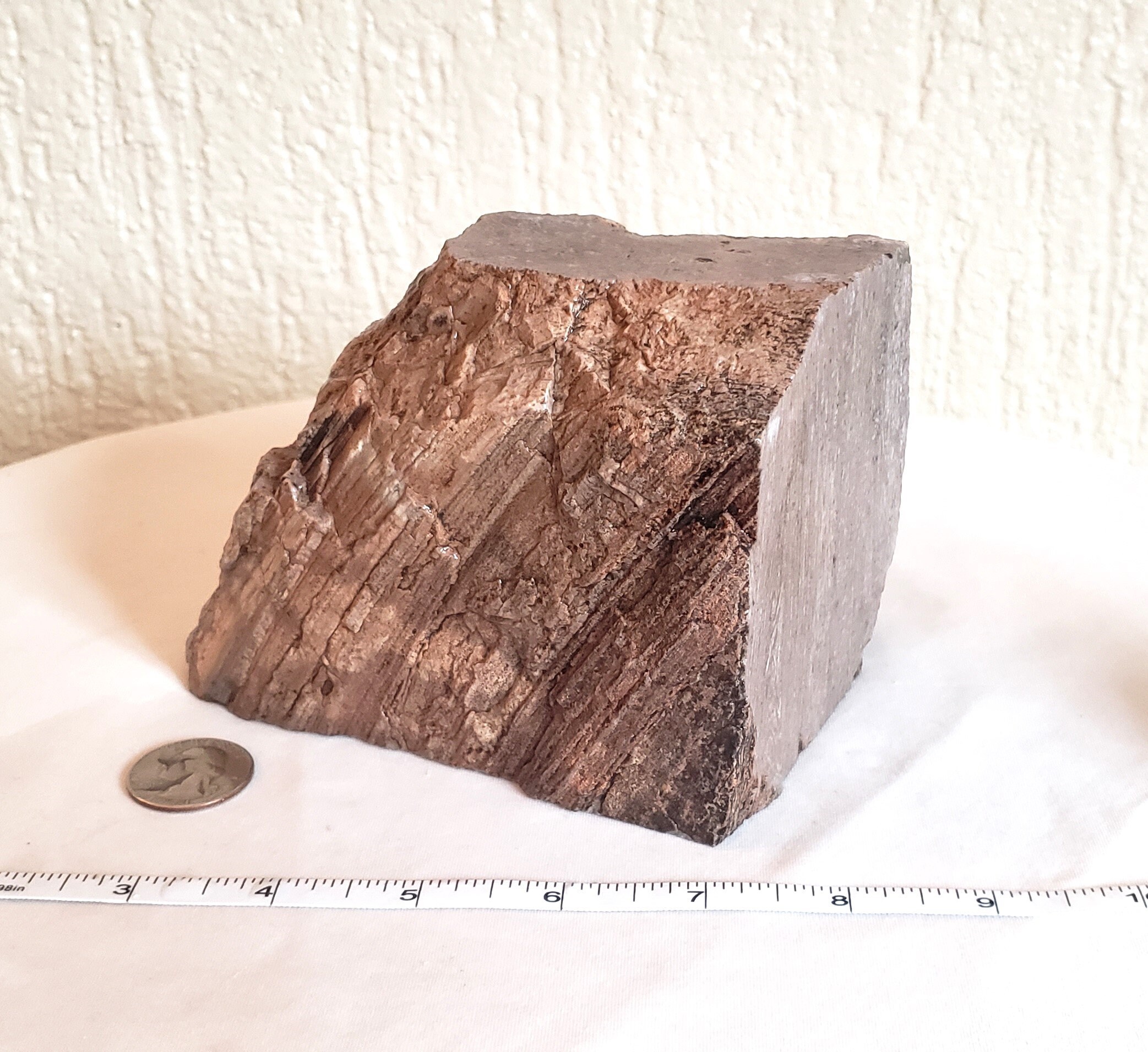 Rare Petrified Wood Specimen, 3 lbs. 10.9 oz