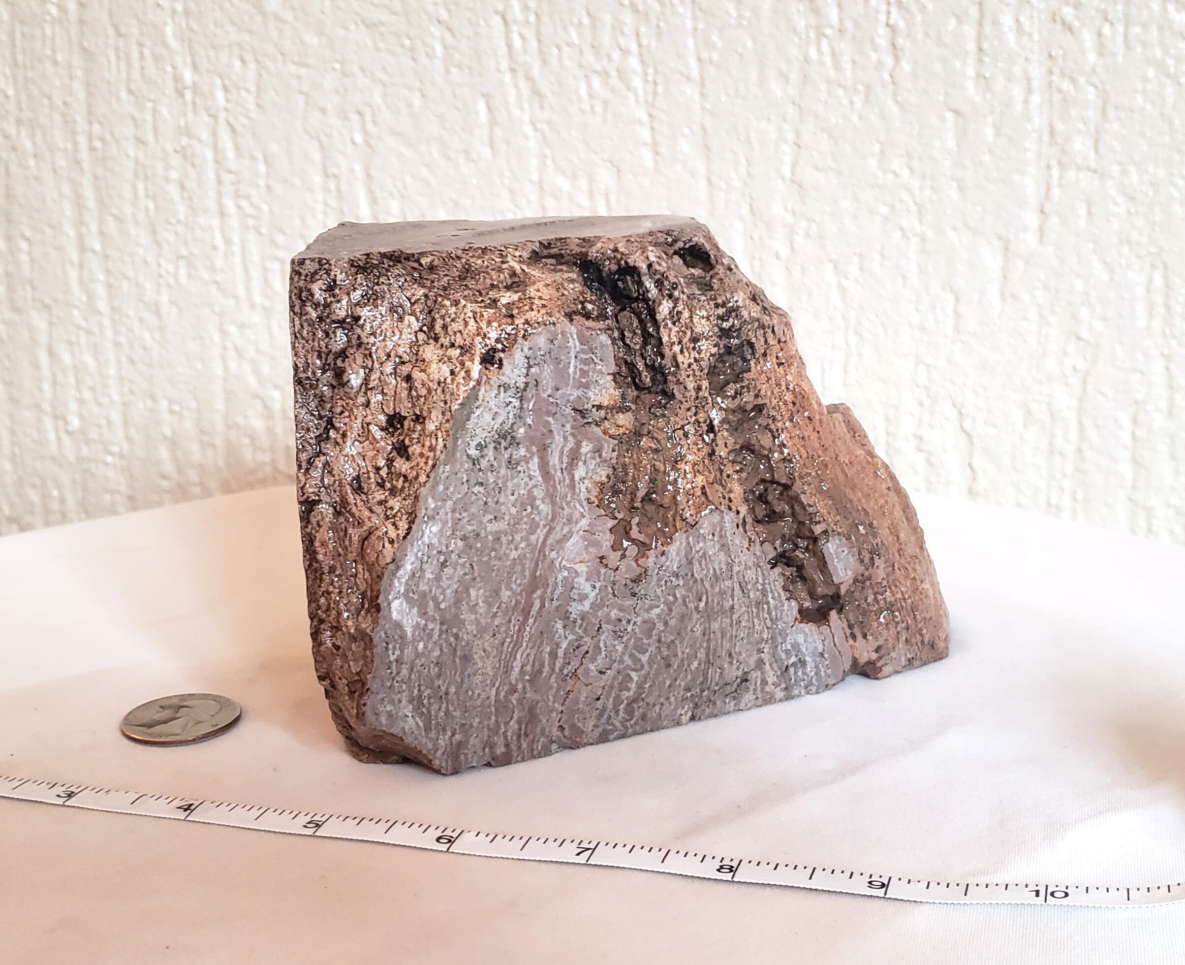 Rare Petrified Wood Specimen, 3 lbs. 10.9 oz