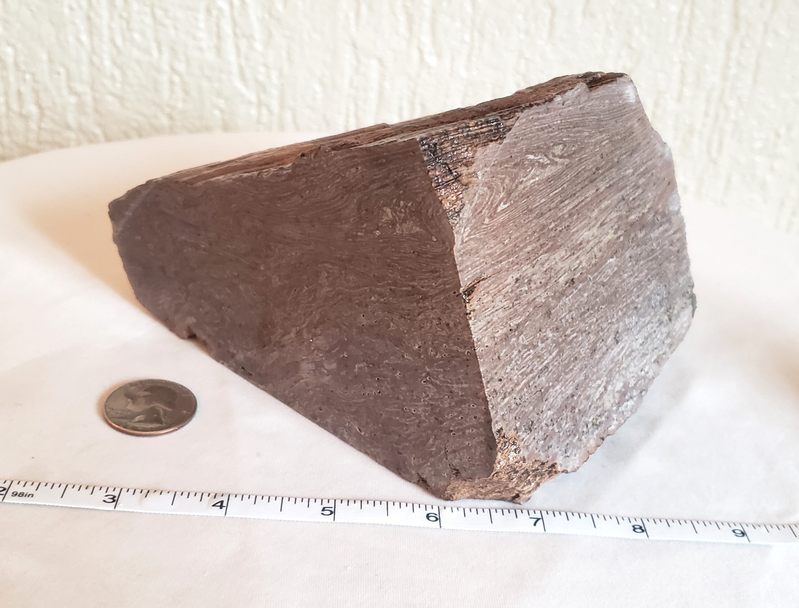 Rare Petrified Wood Specimen, 3 lbs. 10.9 oz