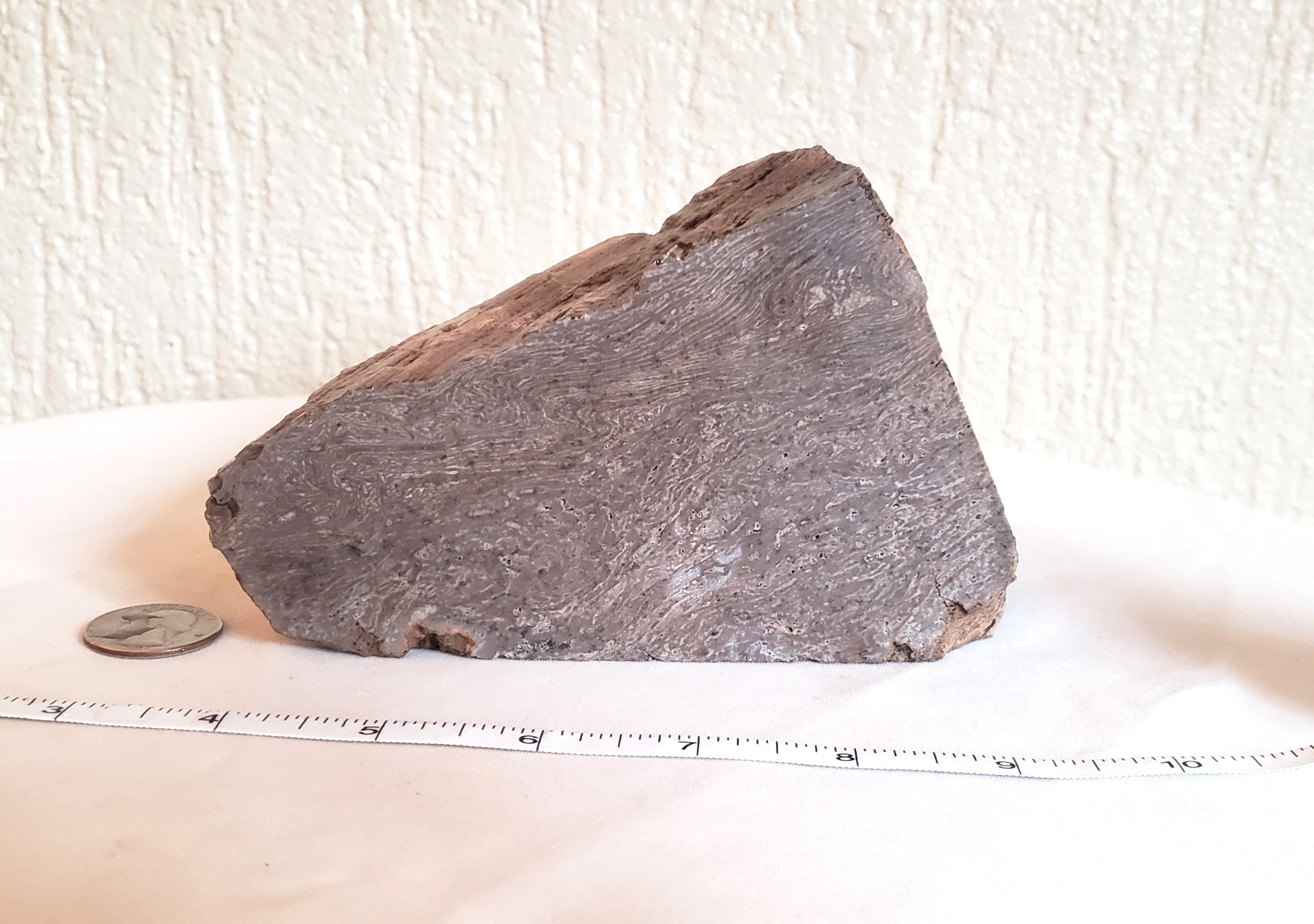 Rare Petrified Wood Specimen, 3 lbs. 10.9 oz