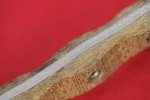 Busse Combat ASH1 Battle Grade Sage Knife