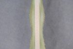 Busse Combat WTF Battle Grade Sage Crinkle Knife