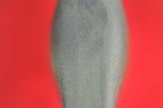 Busse Combat SFNO Saber Ground Green Knife
