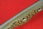 Busse Son of Badger Knife with G10 Handle