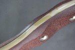 Busse Triceratops .215" Camo Knife with Micarta Handle