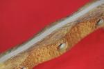 Busse ASH2 Saber Ground Knife with Black Handle