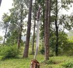 Custom Viking Spear with Carbon Steel Blade