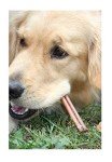 Nutrient-Rich 6-inch Bully Sticks for Dogs - Pack of 48