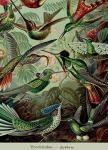 Wonders Are Collectible: Taxidermy: The Beauty of Beetles, Bugs and Butterflies