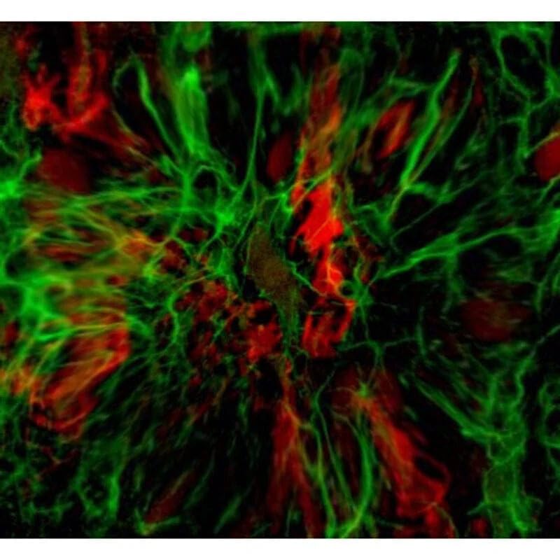 OMAX 18MP USB 3.0 VIP Lab Microscope