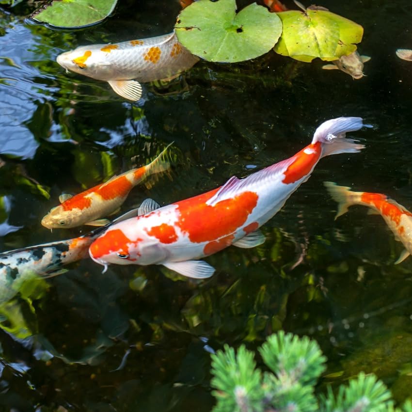 Aquascape 40003 Pond Salt Treatment, 40-Pound Bulk PondQDebugFeatures