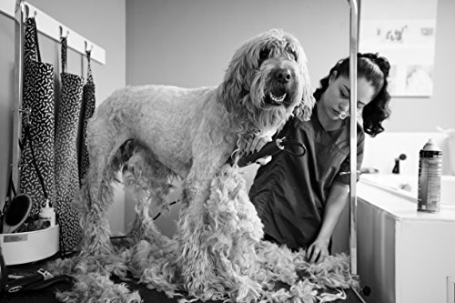 Andis UltraEdge AGC2 Clipper for Professional Animal Grooming