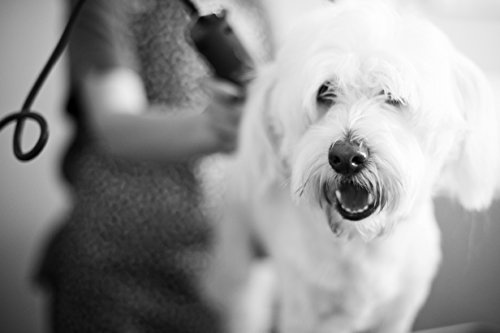 Andis UltraEdge AGC2 Clipper for Professional Animal Grooming