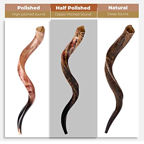 Kosher Jewish Shofar - Traditional Israeli Musical Instrument
