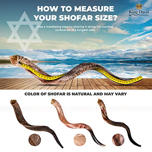 Kosher Jewish Shofar - Traditional Israeli Musical Instrument