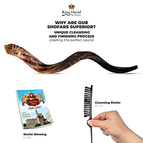 Kosher Jewish Shofar - Traditional Israeli Musical Instrument