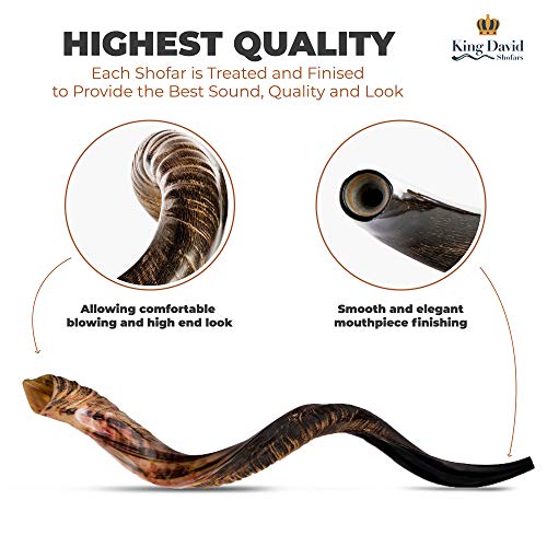 Kosher Jewish Shofar - Traditional Israeli Musical Instrument