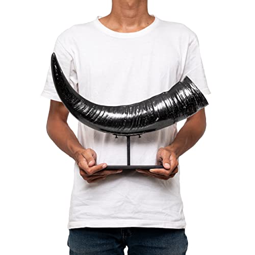 Skull Bliss: Authentic Buffalo Horn on Stand - Norse/Viking Decor