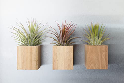 Decorative Magnetic Wooden Airplant Holders for Fridge or Surfaces