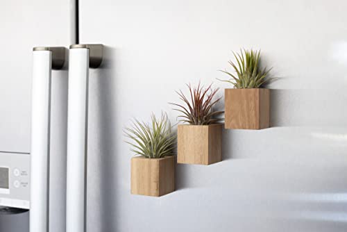Decorative Magnetic Wooden Airplant Holders for Fridge or Surfaces