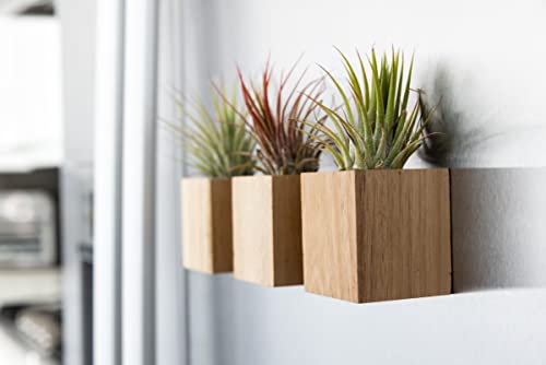 Decorative Magnetic Wooden Airplant Holders for Fridge or Surfaces