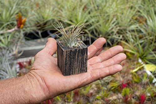 Decorative Magnetic Wooden Airplant Holders for Fridge or Surfaces