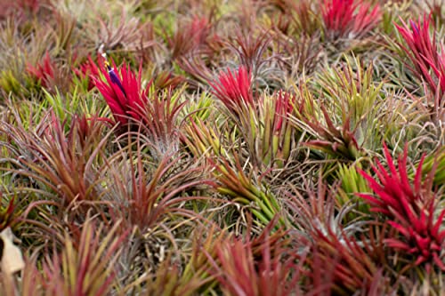 Decorative Magnetic Wooden Airplant Holders for Fridge or Surfaces