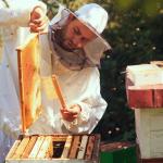 Deep Beehive Frames with Wired Beeswax Foundation, 8-Pack